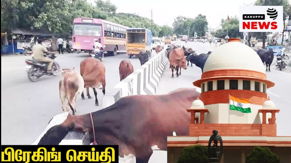 'பசு , கன்று வளர்த்து, சாலையில் விட்டு விடுகிறீர்கள் , அதையே உணவாக்கினால் குற்றமா?' - உச்சநீதிமன்றம் அதிரடி கேள்வி!